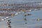 Sanderlings Calidris alba small wading birds, running up the beach from incoming waves as they search for food in Agadir,