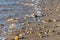 Sanderlings Calidris alba small wading birds, running up the beach from incoming waves as they search for food in Agadir,