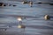 Sanderlings Calidris alba small wading birds searching for food at the waters edge in Agadir, Morocco, Africa