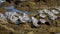 Sanderlings, Calidris alba, wading bird searching for food, Costa Calma, Fuerteventura