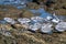 Sanderlings, Calidris alba, wading bird searching for food, Costa Calma, Fuerteventura