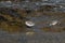 Sanderlings, Calidris alba, wading bird searching for food, Costa Calma, Fuerteventura