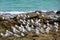 Sanderlings, Calidris alba, wading bird searching for food, Costa Calma, Fuerteventura