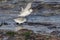 Sanderlings fighting for a sea worm