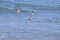 Sanderlings In Flight Over Blue Water
