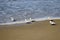 Sanderlings looking for food on the shore