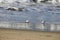 Sanderlings looking for food on the shore