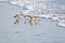 Sanderlings Sandpipers Pacific Ocean Tropical