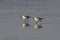 Sanderlings on wet sand with reflection