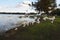 Sanderpipers birds on lake in Ocoee village.