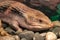 Sandfish skink.close up.S