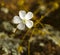 Sandford Rocks Drosera Macrantha