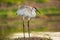 Sandhill Crane