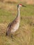 Sandhill Crane