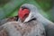 Sandhill Crane