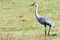 Sandhill Crane