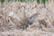 Sandhill Crane