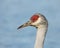 Sandhill crane