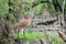 Sandhill Crane