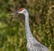 Sandhill crane adult (Grus canadensis) looking in front, Great feather detail