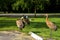 Sandhill Crane adults and juvenile in a state park in summer