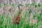 Sandhill Crane Amongst Tall Grass