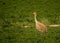 Sandhill Crane Antigone canadensis