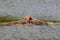 The sandhill crane(Antigone canadensis).