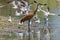 The sandhill crane(Antigone canadensis).