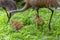 The sandhill crane (Antigone canadensis)