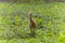 The sandhill crane (Antigone canadensis)