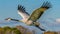 sandhill crane - Antigone canadensis - adult in flight flying with wings extended, great feather detail blue sky background with