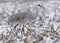 Sandhill Crane Antigone canadensis feeding in a corn field