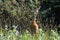 Sandhill crane (Antigone canadensis) walking in high wild grass and low bush at Mackenzie river, Northwest territories ( NWT) Cana