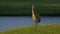 Sandhill crane attacked by blackbird, 4K