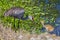 Sandhill Crane Baby Begging His Mother For Food