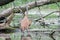 Sandhill Crane and Baby hatchling