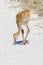 Sandhill Crane Baby Looking For Food