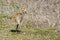 Sandhill Crane Baby Walking On Grass