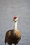 The Sandhill Crane is back to the Burnaby lake.