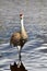 The Sandhill Crane is back to the Burnaby lake.