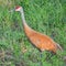 Sandhill Crane Bird in a Field