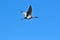 Sandhill Crane bird in flight