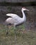 Sandhill crane bird Stock Photos.   Sandhill crane bird profile view marching with foliage background