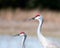 Sandhill crane bird Stock Photos.   Sandhill crane birds head close-up profile view