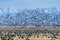 Sandhill Crane Blastoff Near Monte Vista, Colorado. Sangre de Cristo Mountains in the Background