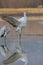 Sandhill Crane Bosque del Apache Wildlife Reserve ,New Mexico