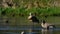 A Sandhill crane and A Canada goose are grooming .