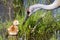 Sandhill Crane and Chick