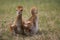 Sandhill crane chick, Florida